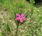 Dianthus armeria