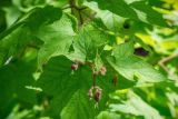 Rubus odoratus