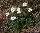 Anemonastrum sibiricum. Цветущее растение. Магаданская обл., г. Магадан, окр. мкр-на Солнечный, истоки р. Магаданка, приснежная лужайка в распадке. 12.06.2017.