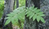 Sorbus sibirica. Листья бокового побега. Камчатский край, Елизовский р-н, долина реки Авача, лиственный лес. 29.06.2017.