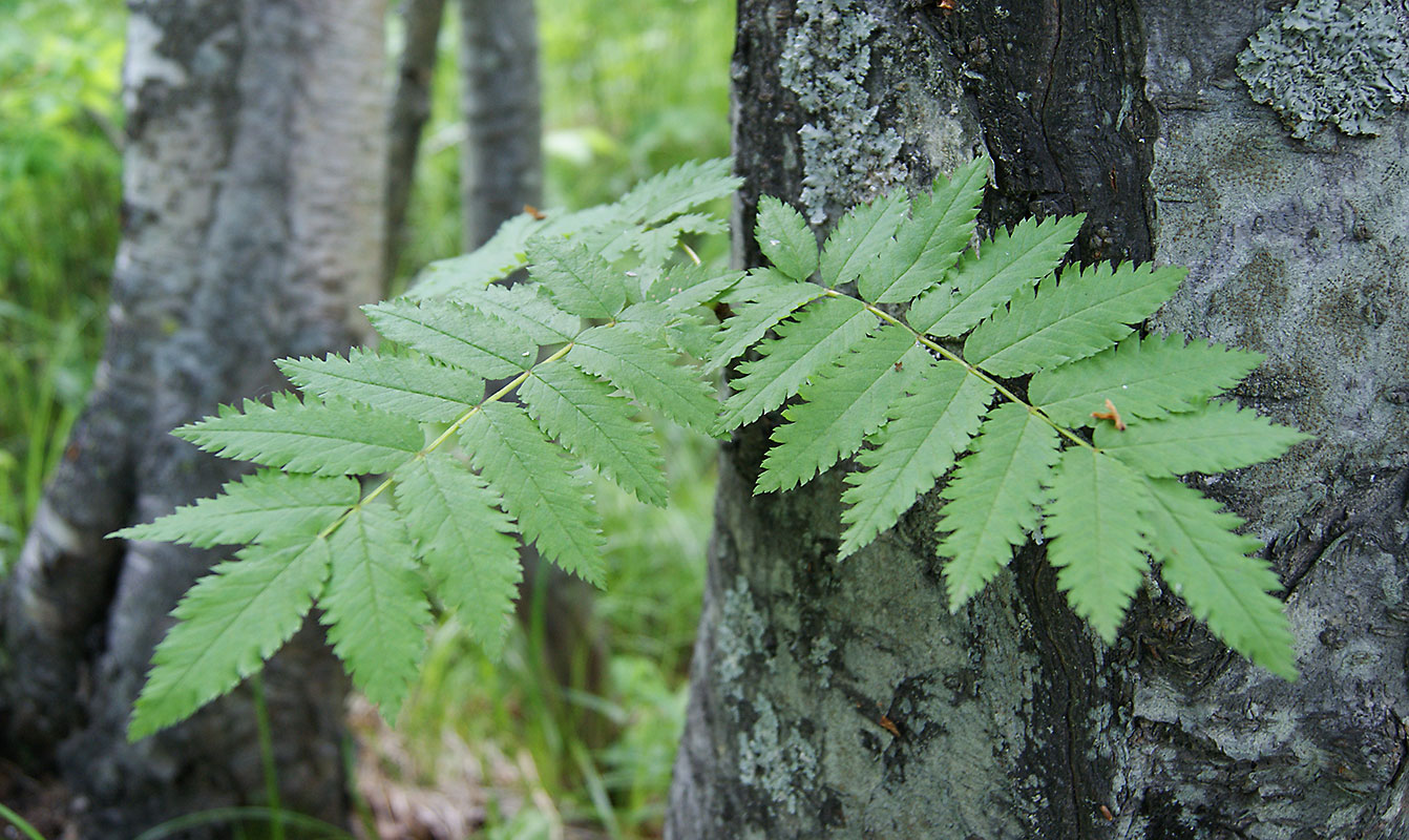 Image of Sorbus sibirica specimen.