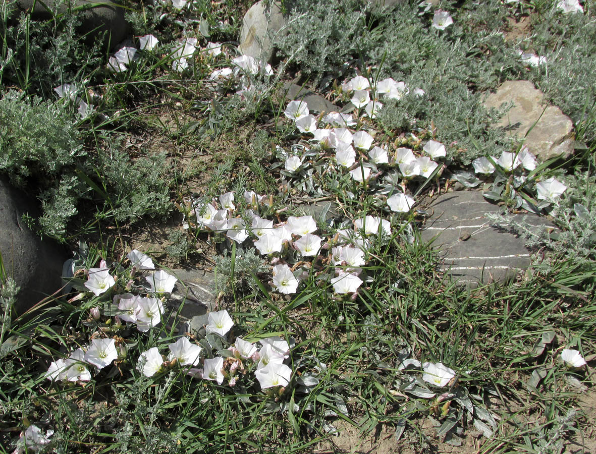 Изображение особи Convolvulus lineatus.