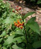 Asclepias curassavica