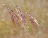 Anisantha tectorum