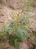 Chenopodium acuminatum