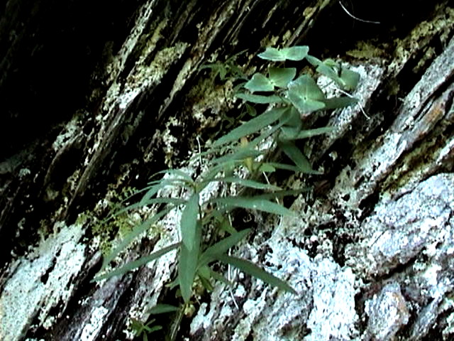 Изображение особи Euphorbia kirimzjulica.