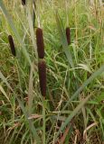 род Typha