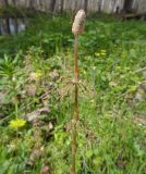 Equisetum sylvaticum. Верхушка побега со стробилом. Тверская обл., Весьегонский р-н, берег Рени, ур. Козье болото, подтопленный берёзняк. 16 мая 2020 г.