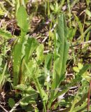 Leontodon hispidus подвид hastilis. Прикорневые розетки листьев (рядом Veronica chamaedrys, Plantago lanceolata, Ranunculus acris, Fragaria vesca и др.). Ленинградская обл., Гатчинский р-н, окр. с. Елизаветино, низкотравный луг на карболитозёме. 05.06.2019.