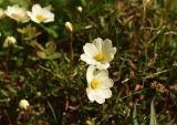 Dryas punctata. Цветки. Красноярский край, г. Норильск, окр. р-на Талнах, на склоне горы. 01.07.2021.