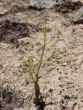 Ferula kyzylkumica