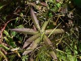 Lactuca sibirica