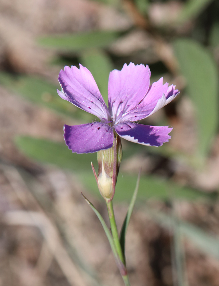 Изображение особи Dianthus versicolor.