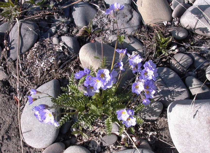 Изображение особи Polemonium boreale.