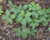 Parthenocissus quinquefolia. Вегетирующее растение. Москва, ГБС, сорное. 15.09.2022.