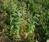 Mentha longifolia