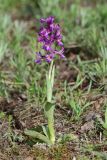 Anacamptis morio подвид caucasica