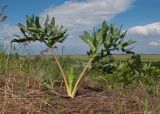 Eryngium campestre. Вегетирующее растение. Краснодарский край, Темрюкский р-н, юго-восточный склон горы Дубовый Рынок, обрывистый глинистый остепнённый склон. 20.05.2017.