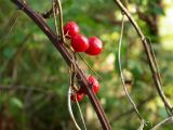 Smilax excelsa. Часть побега с плодами. Кавказ, Сочинский р-н, Лазаревское, нижний сад ВИЗР. 2 октября 2005 г.