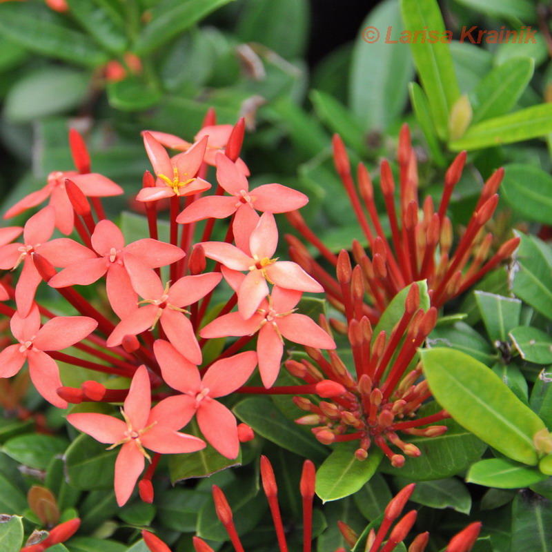 Изображение особи Ixora coccinea.