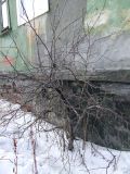 Malus domestica. Покоящееся растение возле старого жилого дома. Мурманск, район Жилстроя. 16.03.2010.