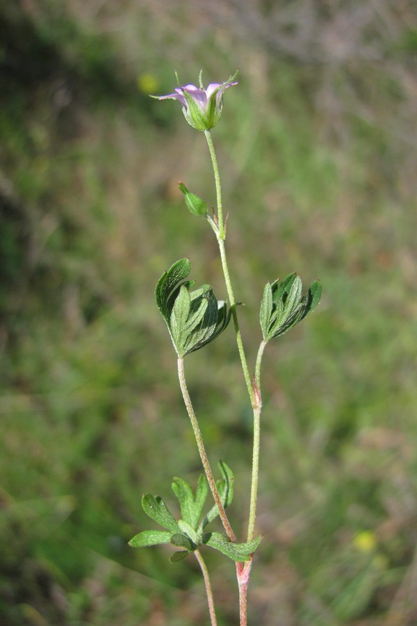 Изображение особи Geranium columbinum.