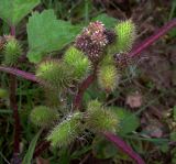 Xanthium orientale. Соплодия. Курская обл., Дмитриевский р-н, с. Моршнево, пляж на берегу р. Свапа. 16 августа 2007 г.