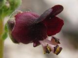 Scrophularia exilis. Цветок. Горный Крым, южный склон Ялтинской яйлы. 9 июня 2012 г.