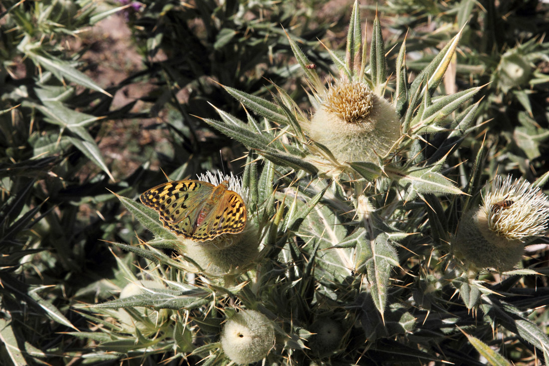 Изображение особи Cirsium turkestanicum.