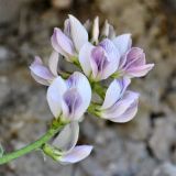 Oxytropis dasypoda