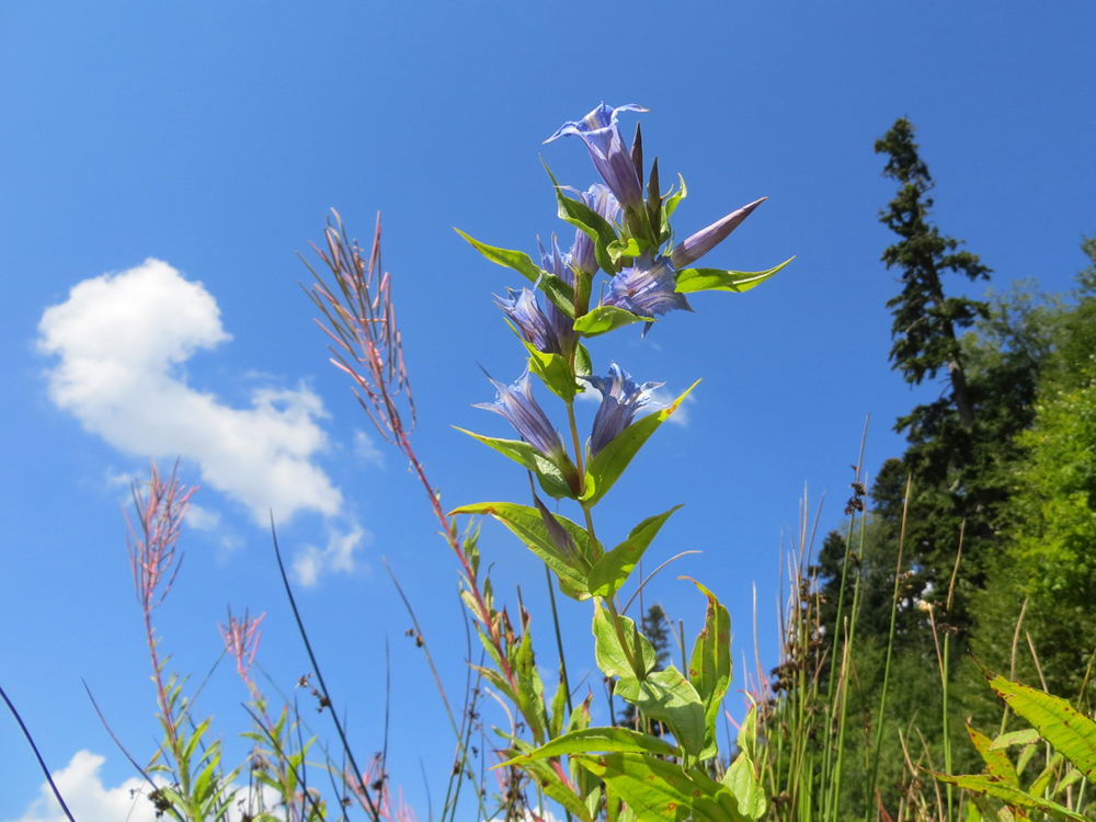 Изображение особи Gentiana schistocalyx.