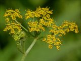 Pastinaca sylvestris. Соцветие. Украина, Закарпатская обл., Свалявский р-н, луг возле с. Солочин. 31 июля 2013 г.