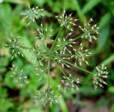 Aegopodium alpestre