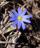 Anemone caucasica. Цветок. Краснодарский край, плато Лагонаки. 28.04.2013.