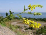 Melilotus officinalis. Верхушка цветущего растения. Краснодарский край, м/о г. Новороссийск, ур. Широкая Балка, прибрежная гора, можжевеловое редколесье, щебнистый склон. 08.06.2014.