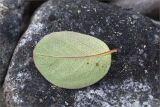 Cotoneaster cinnabarinus. Лист (вид на обратную сторону). Кольский п-ов, Кандалакшский берег Белого моря, каменистая коса. 03.08.2014.