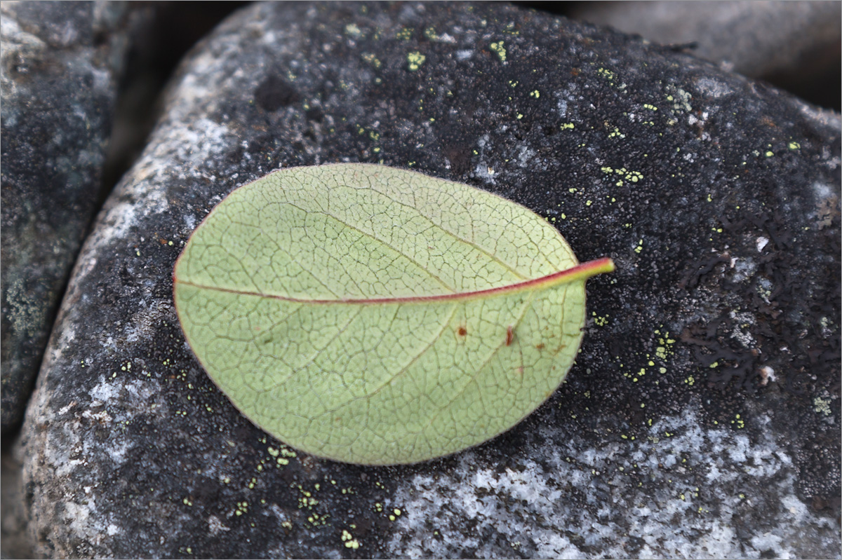 Изображение особи Cotoneaster cinnabarinus.