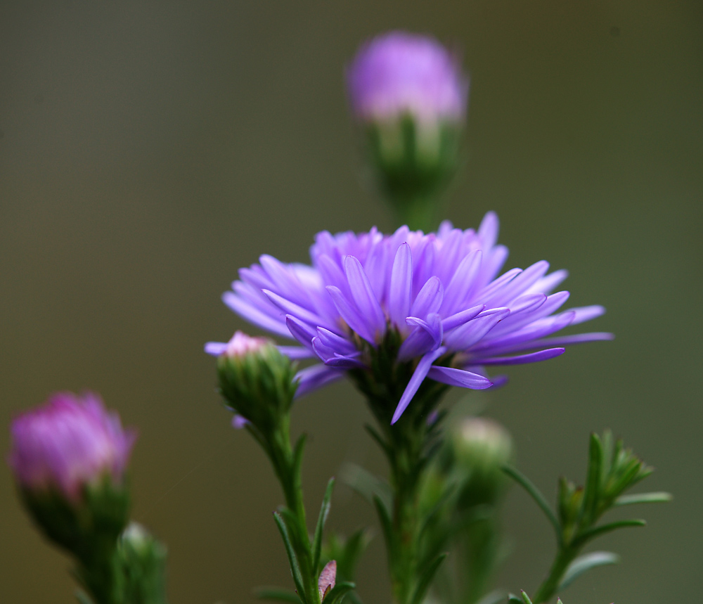 Изображение особи Symphyotrichum &times; versicolor.