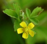 Potentilla centigrana