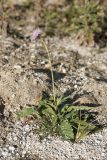 Knautia arvensis