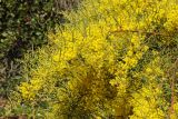 Acacia fimbriata. Ветвь с соцветиями. США, Калифорния, Сан-Франциско, ботанический сад. 28.02.2014.