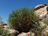 Aconogonon angustifolium