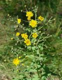 Hieracium krylovii