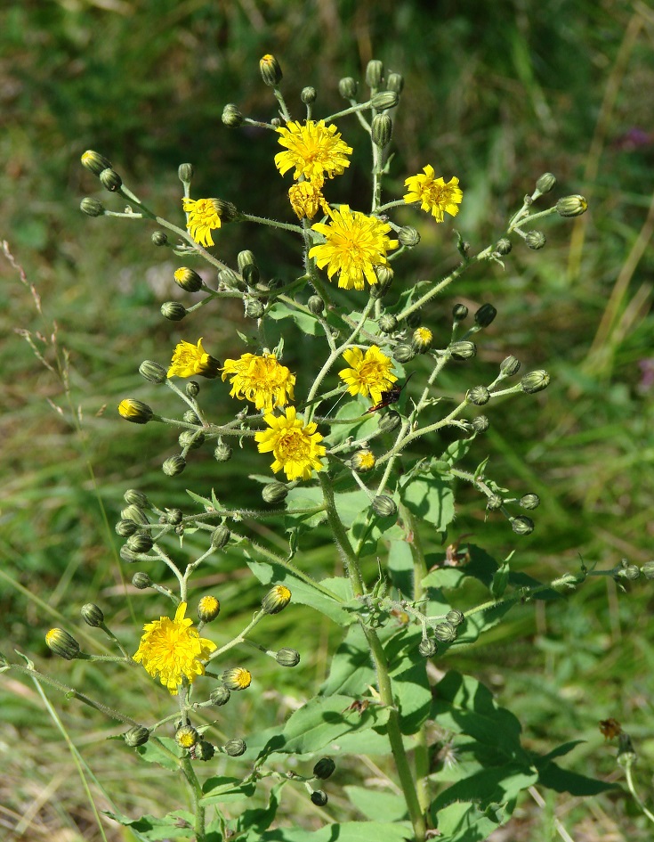 Изображение особи Hieracium krylovii.