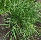 Allium ramosum