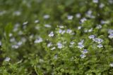 Veronica filiformis