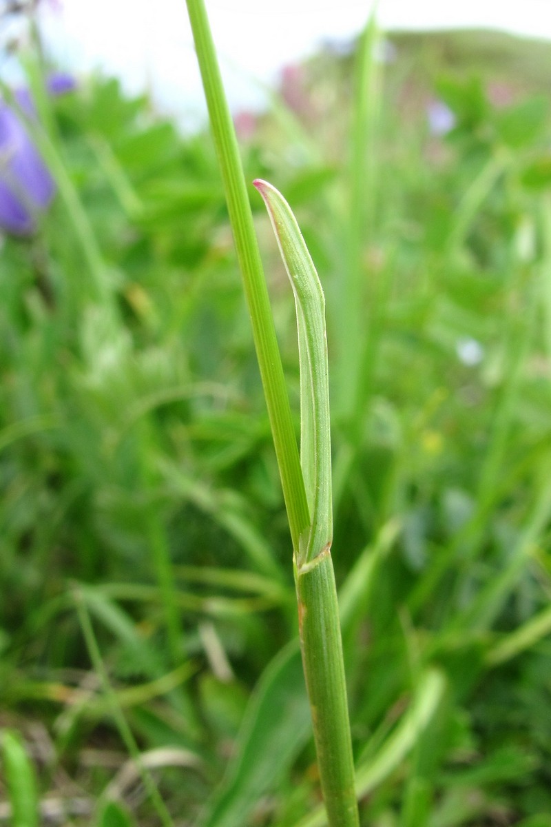 Изображение особи семейство Poaceae.