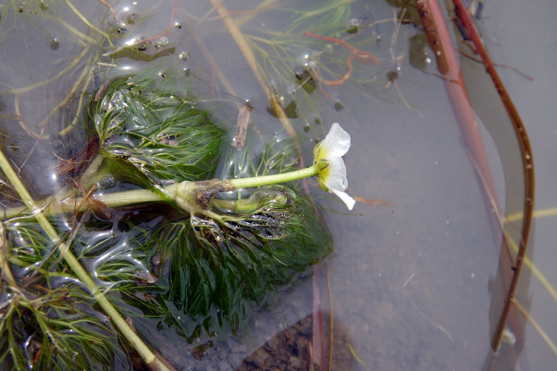 Изображение особи Ranunculus rionii.