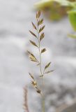 Festuca ovina