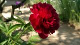 Paeonia officinalis